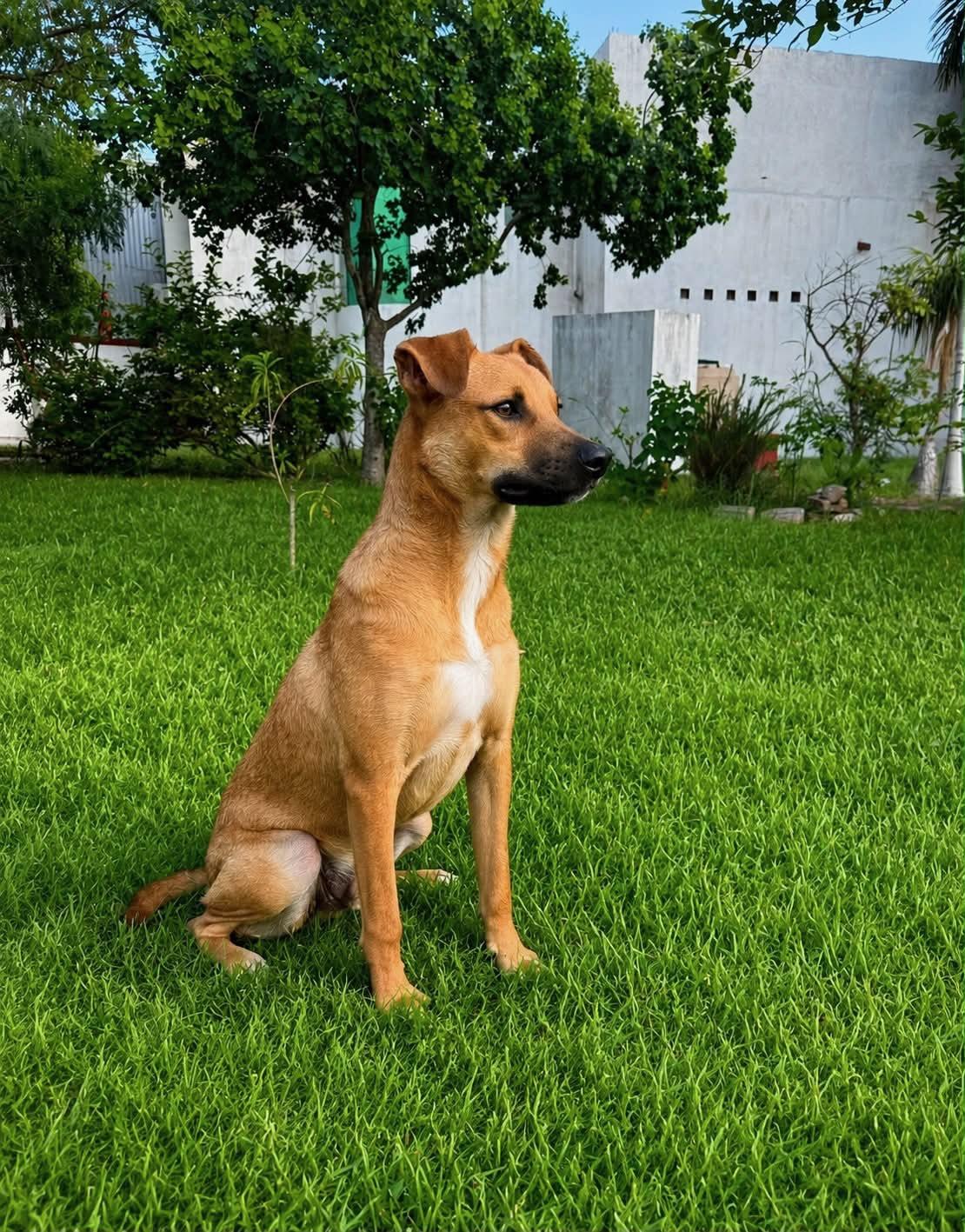 Enlarge Dobby, a Adoptable mixed breed in Minneapolis , MN image 2/2