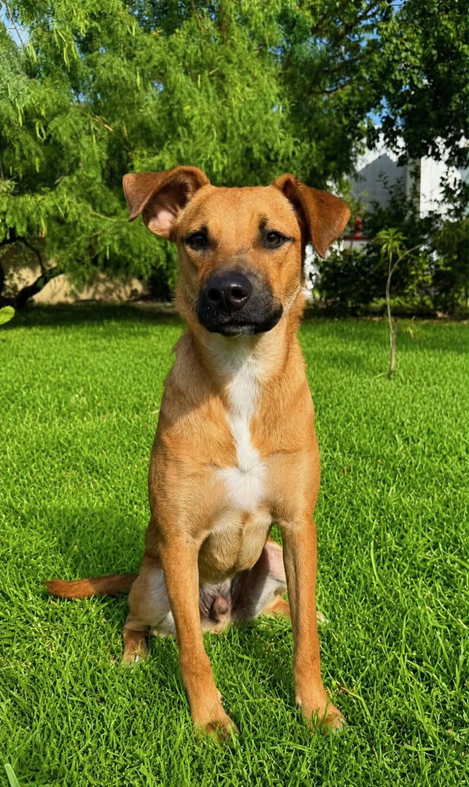 Enlarge Dobby, a Adoptable mixed breed in Minneapolis , MN image 1/2