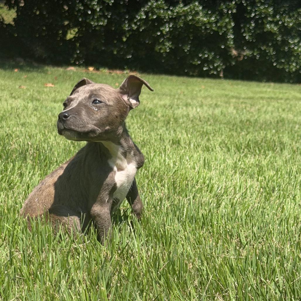 Enlarge Pumpkin, a Adoptable Mixed Breed in Austell, GA image 4/6
