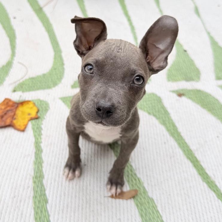 Enlarge Pumpkin, a Adoptable Mixed Breed in Austell, GA image 5/6