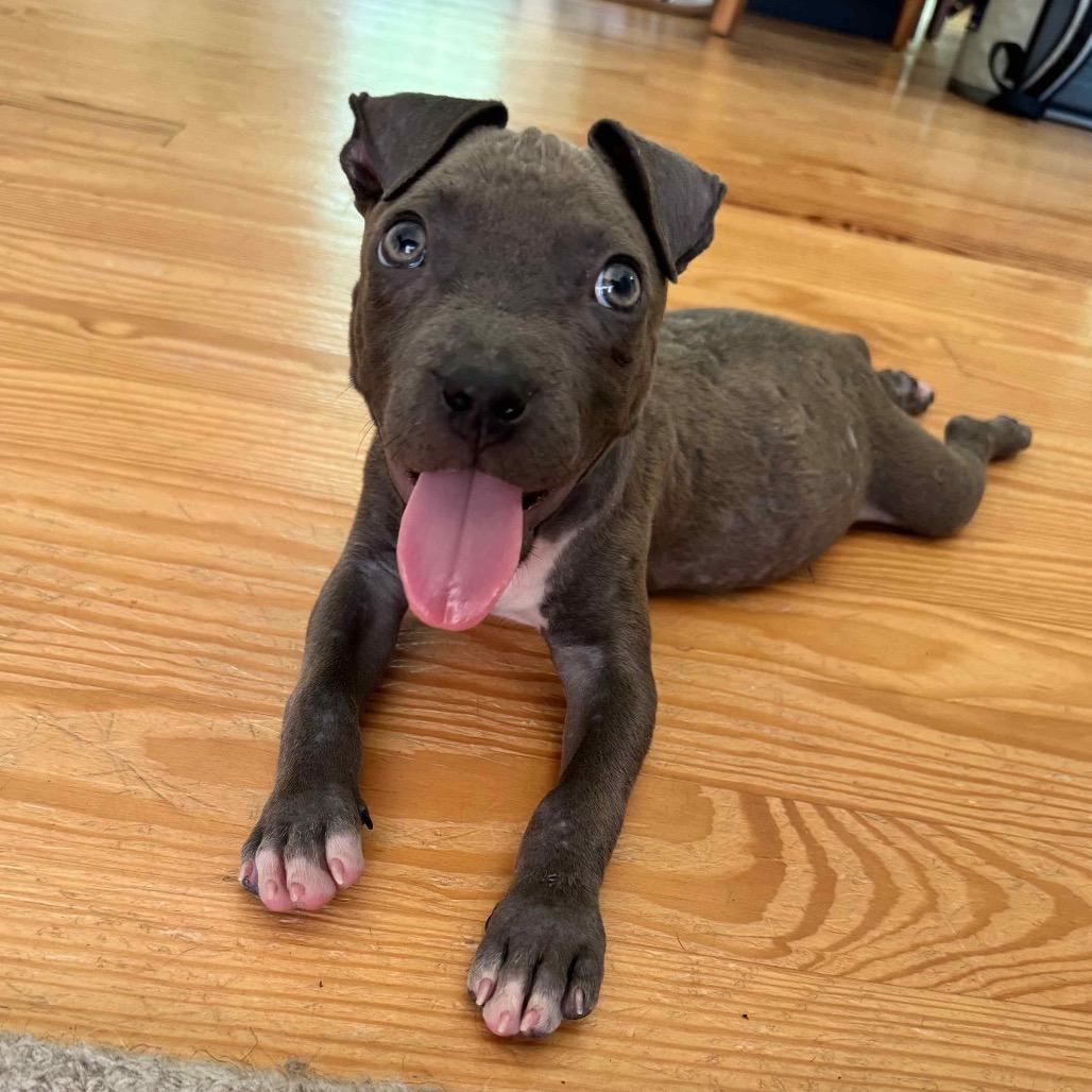 Enlarge Pumpkin, a Adoptable Mixed Breed in Austell, GA image 6/6