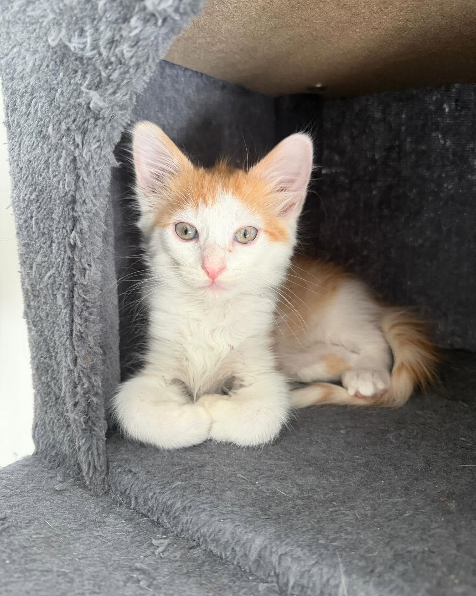 Enlarge JUNIPER, an adopted mixed breed in Coquitlam, BC image 2/4