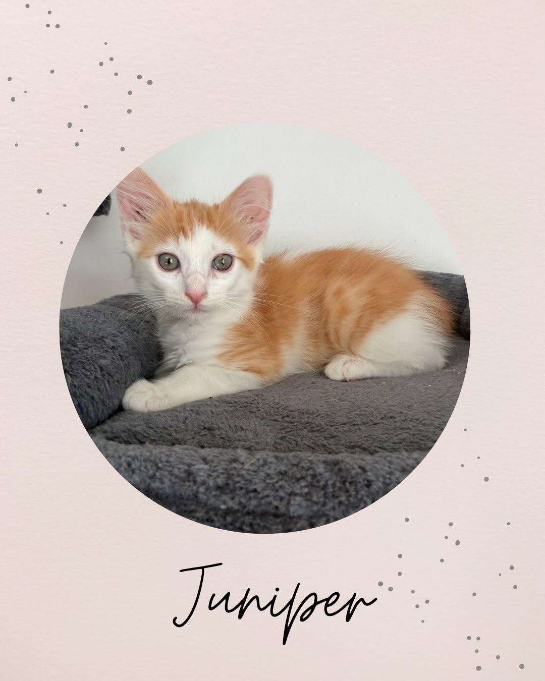 JUNIPER, adopted, Kitten Male Domestic Medium Hair.