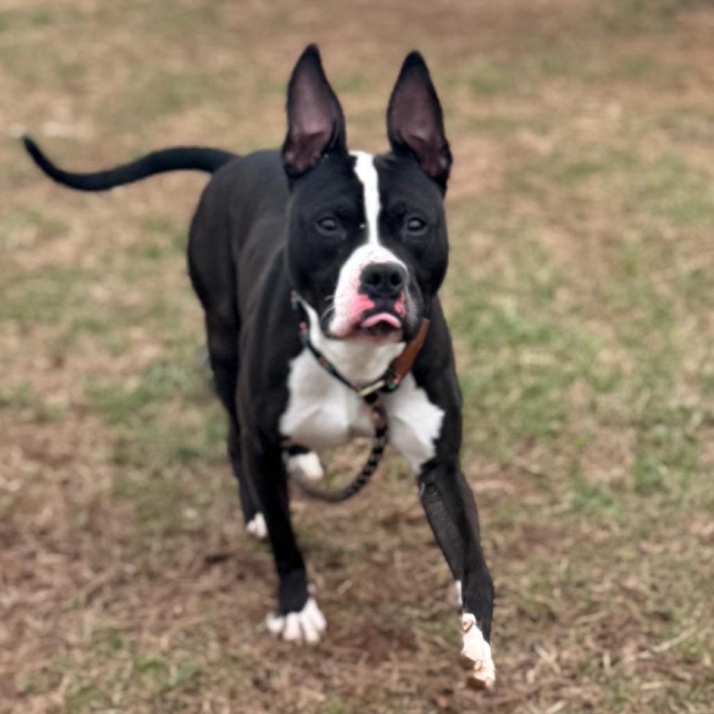 Boston Tea Party, a Adoptable Pit Bull Terrier in York, PA image 1/6