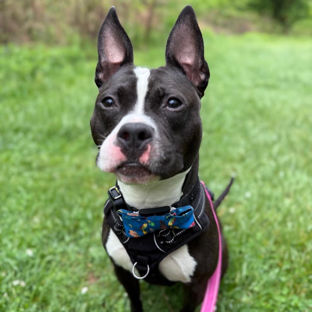 Boston Tea Party, a Adoptable Pit Bull Terrier in York, PA image 2/6