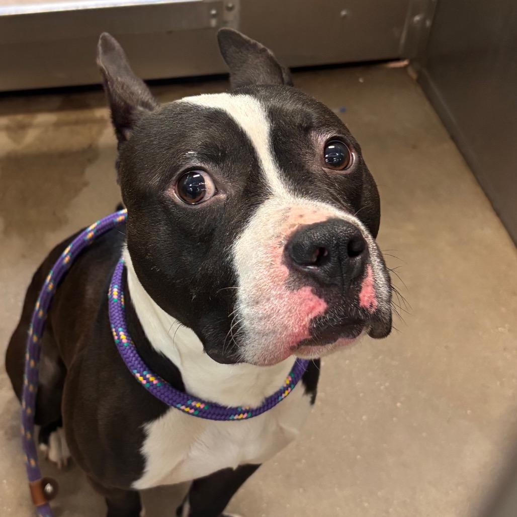 Boston Tea Party, a Adoptable Pit Bull Terrier in York, PA image 3/6