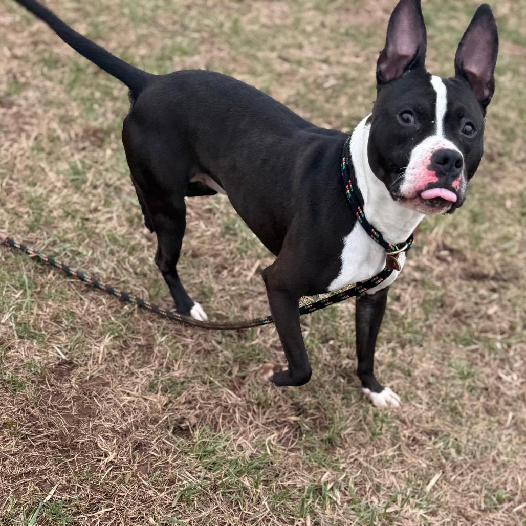 Boston Tea Party, a Adoptable Pit Bull Terrier in York, PA image 4/6