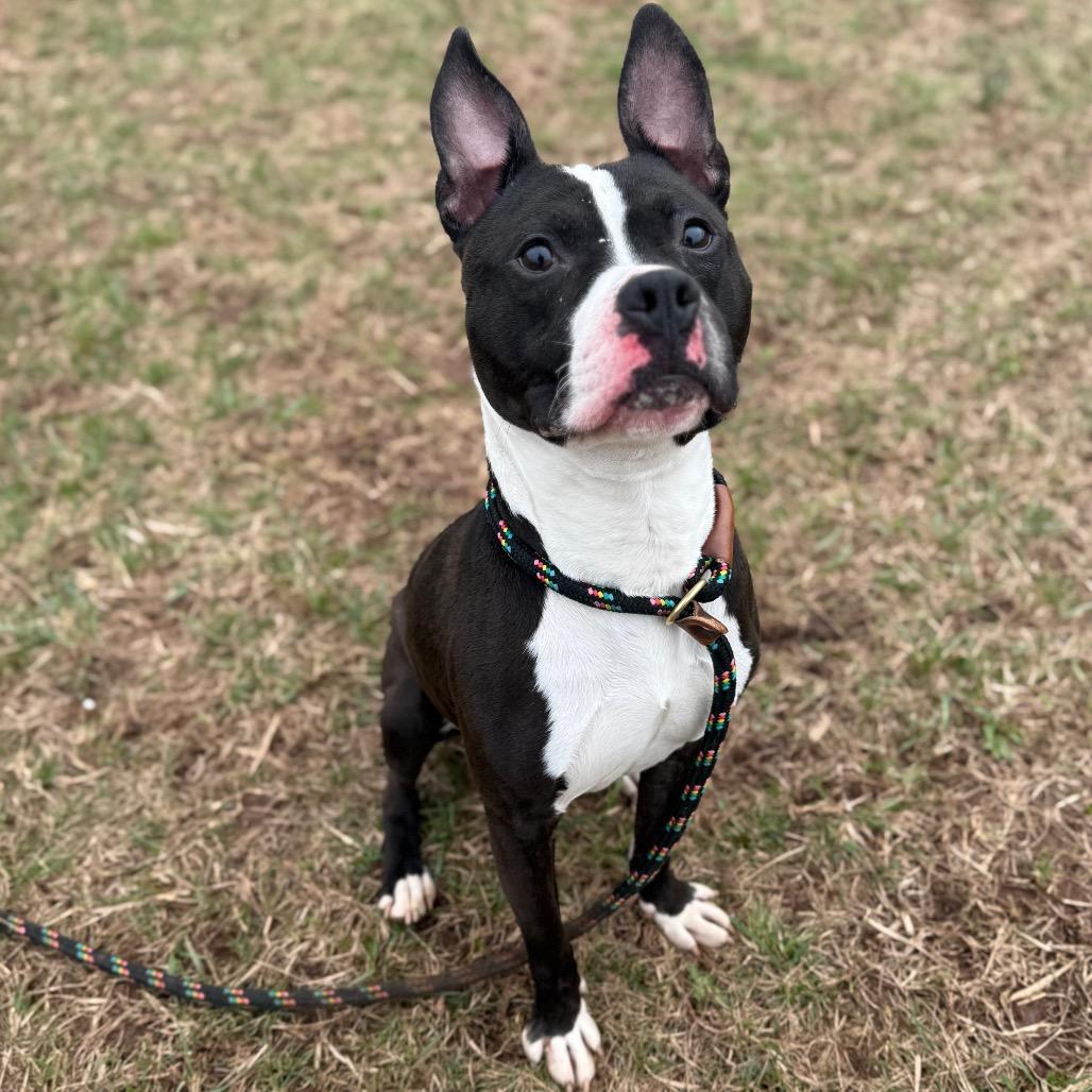 Boston Tea Party, a Adoptable Pit Bull Terrier in York, PA image 5/6