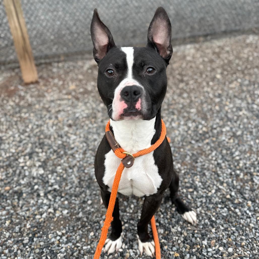 Boston Tea Party, a Adoptable Pit Bull Terrier in York, PA image 6/6