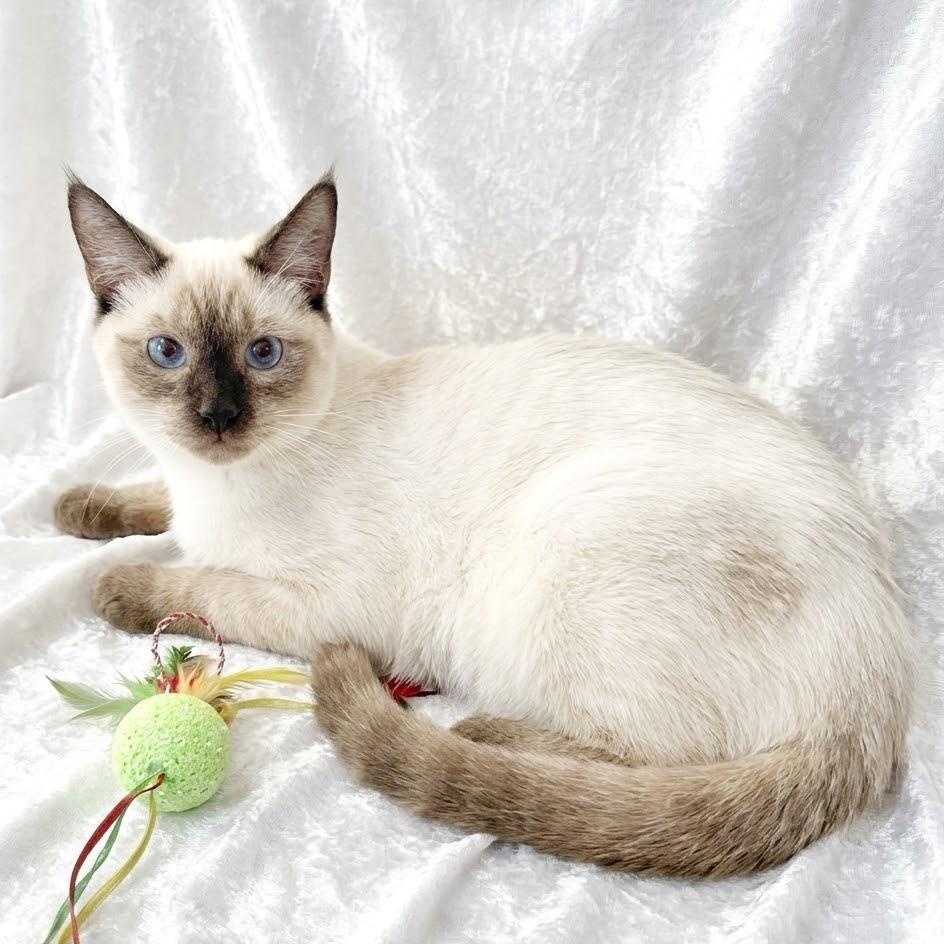 Enlarge Suki and Shiloh, a Adopted Siamese in Englewood, NJ image 4/5