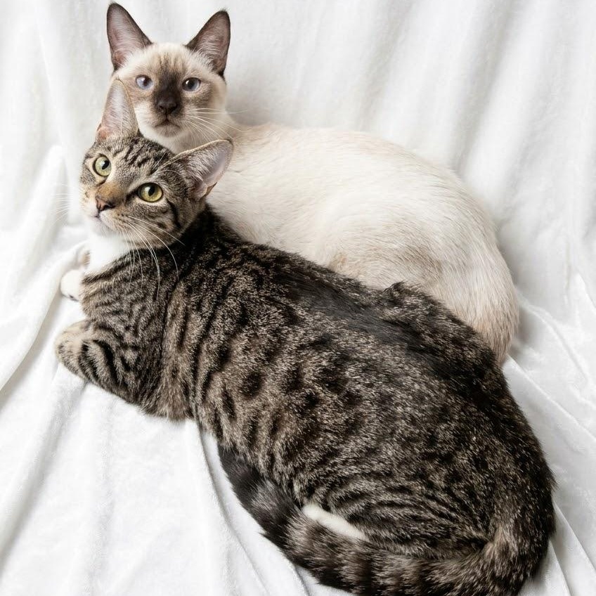 Suki and Shiloh, Adopted, Kitten Female Siamese.
