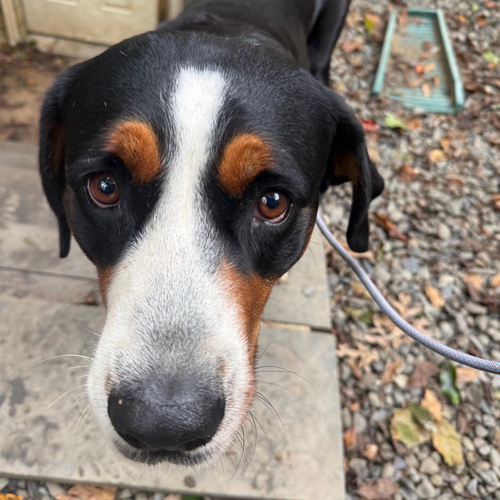 Enlarge Jenny, a Adoptable Greater Swiss Mountain Dog in West Chester, PA image 1/1