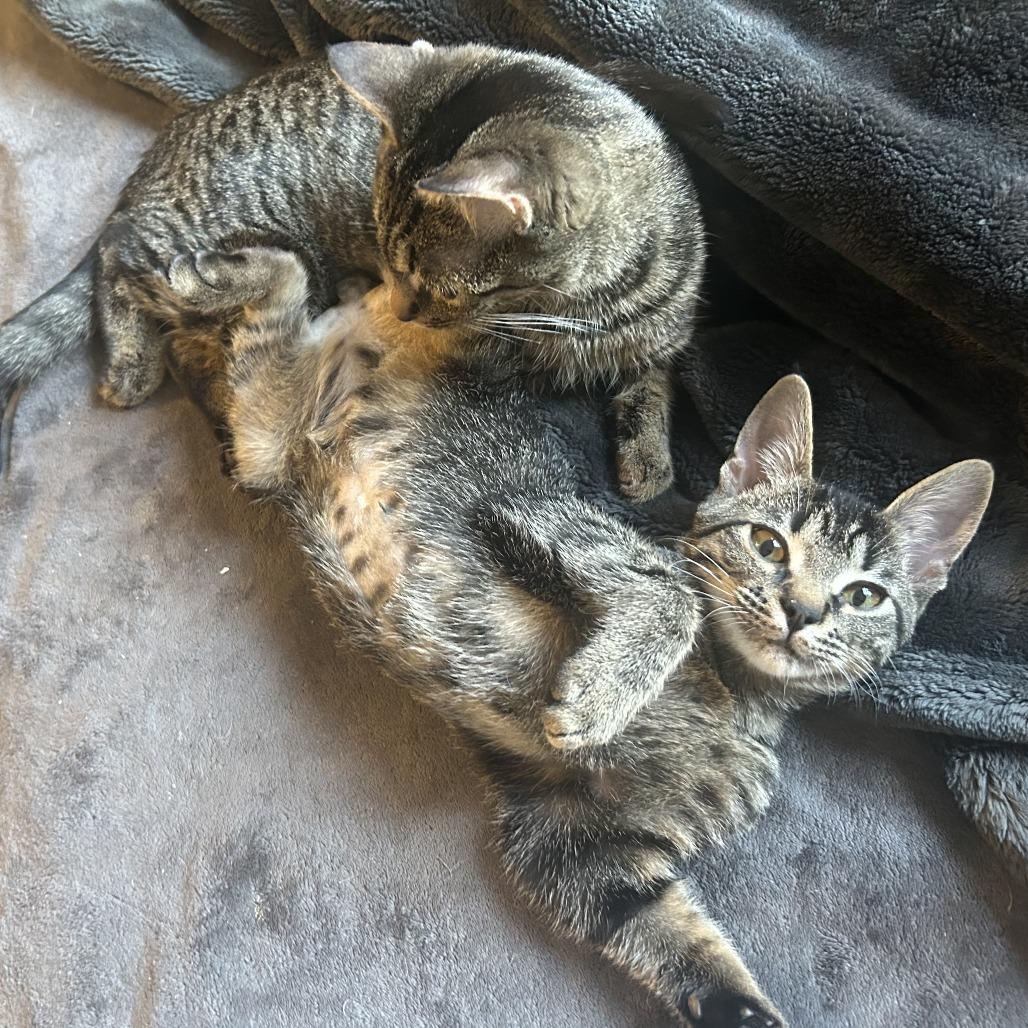 Jill, Adoptable, Young Female Domestic Short Hair.