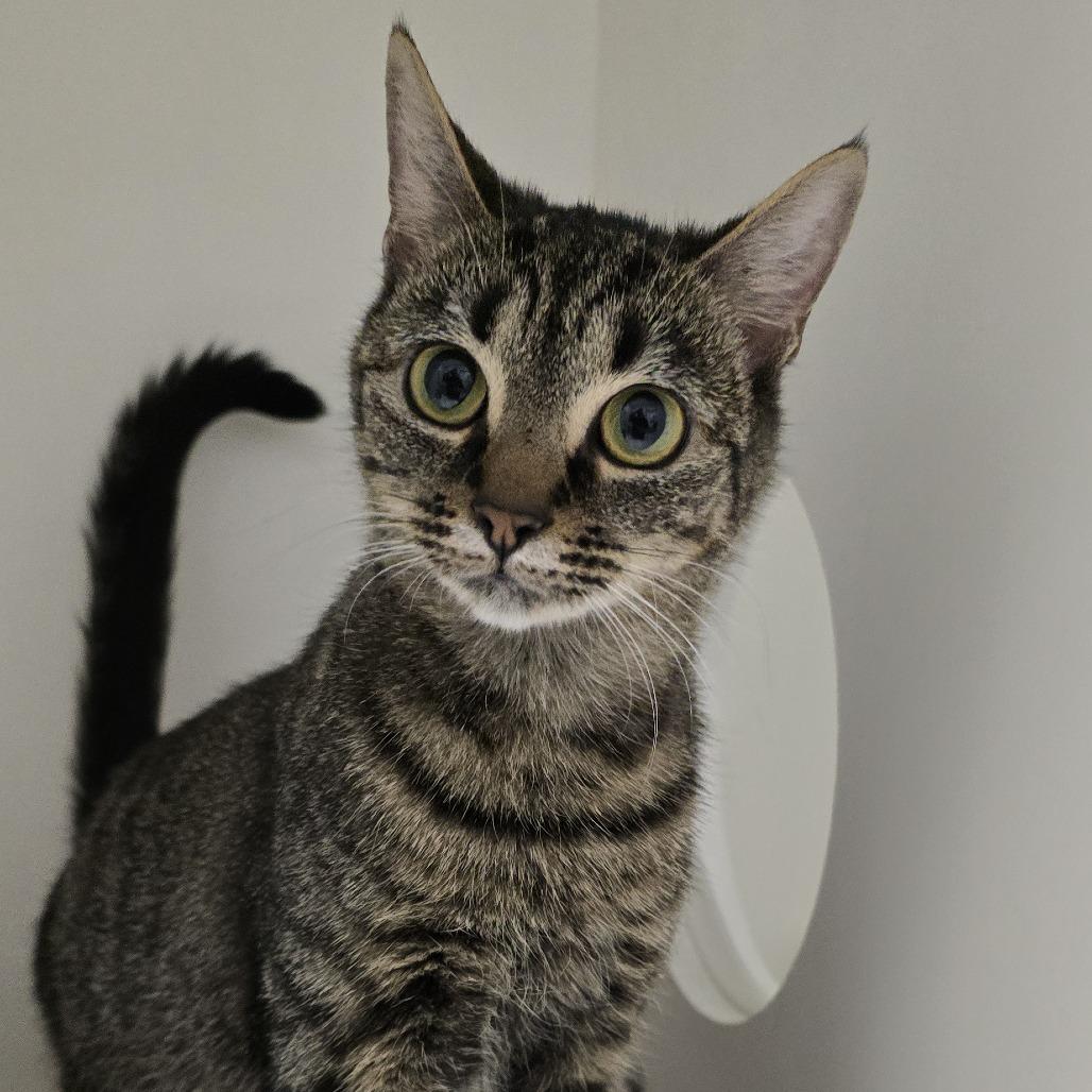 Enlarge Jill, a Adoptable Domestic Short Hair in Winston Salem, NC image 1/2