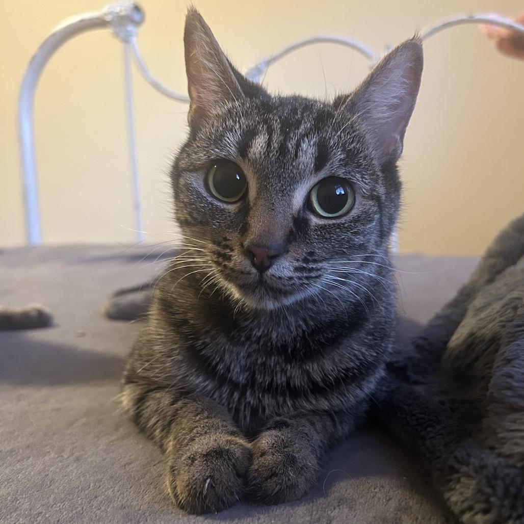 Enlarge Jill, a Adoptable Domestic Short Hair in Winston Salem, NC image 2/2