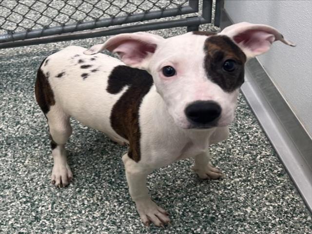 WINNIE, Adoptable, Young Female Treeing Walker Coonhound & Mixed Breed.