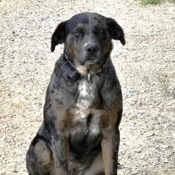 Louise -- Bonded Buddy With Thelma, a Adoptable mixed breed in Des Moines, IA image 2/2