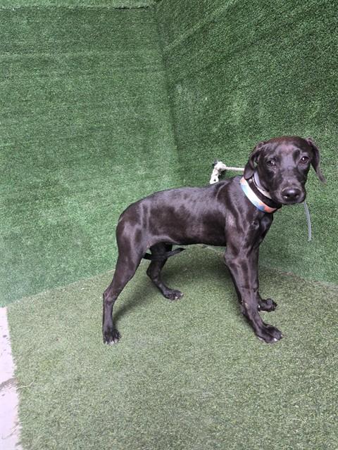 VESTA, Adoptable, Puppy Female Labrador Retriever & Rhodesian Ridgeback.