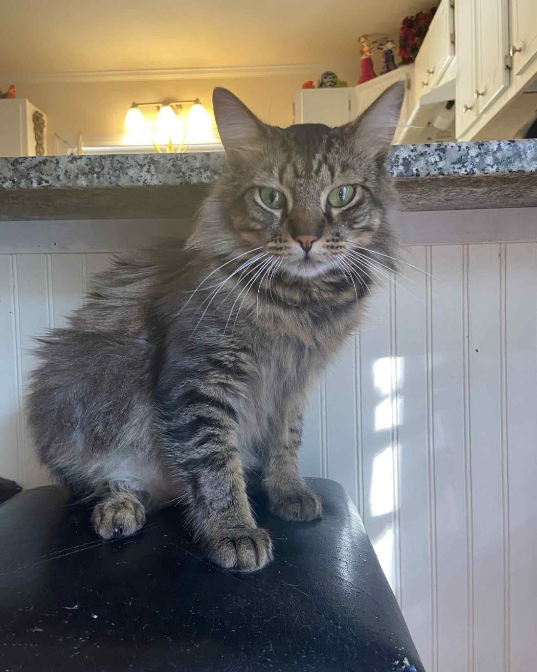 Enlarge Meow Meow FIV+, a Adoptable Domestic Medium Hair in Milwaukee, WI image 2/3