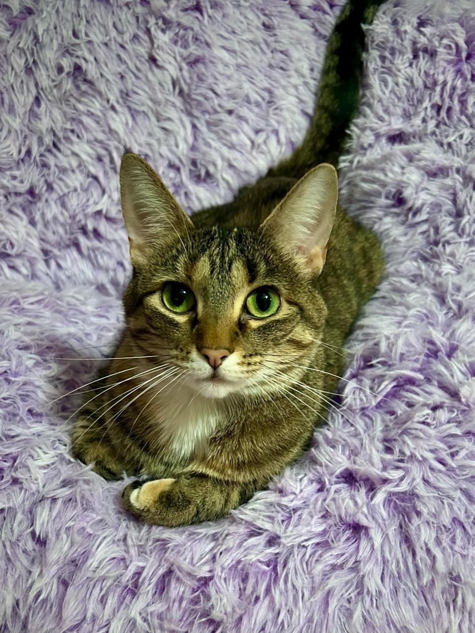 Country Crock, Adoptable, Young Female Domestic Short Hair.