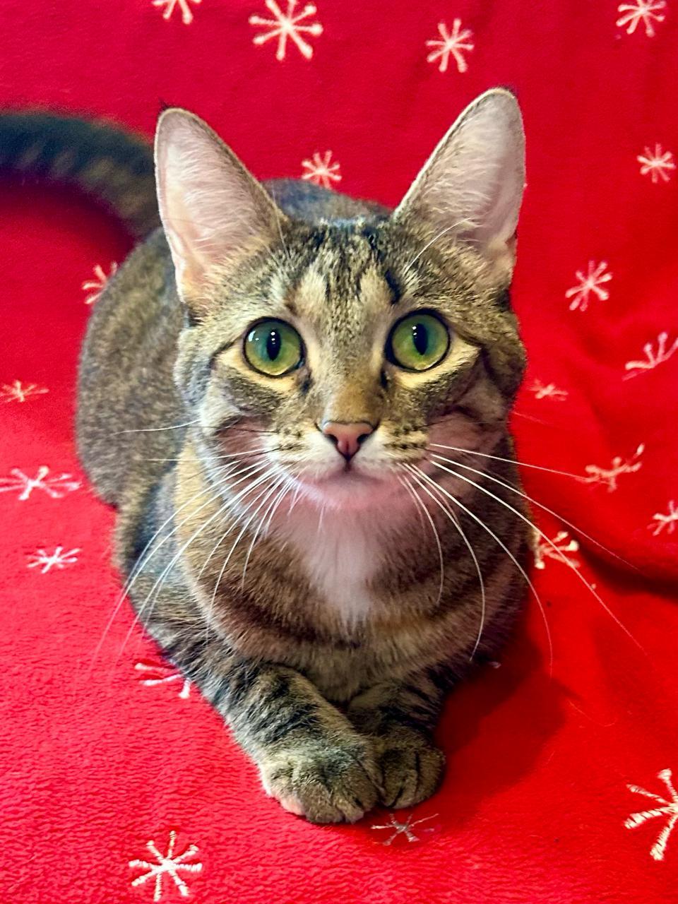 Country Crock, a Adoptable Domestic Short Hair in Decatur, IL image 6/6