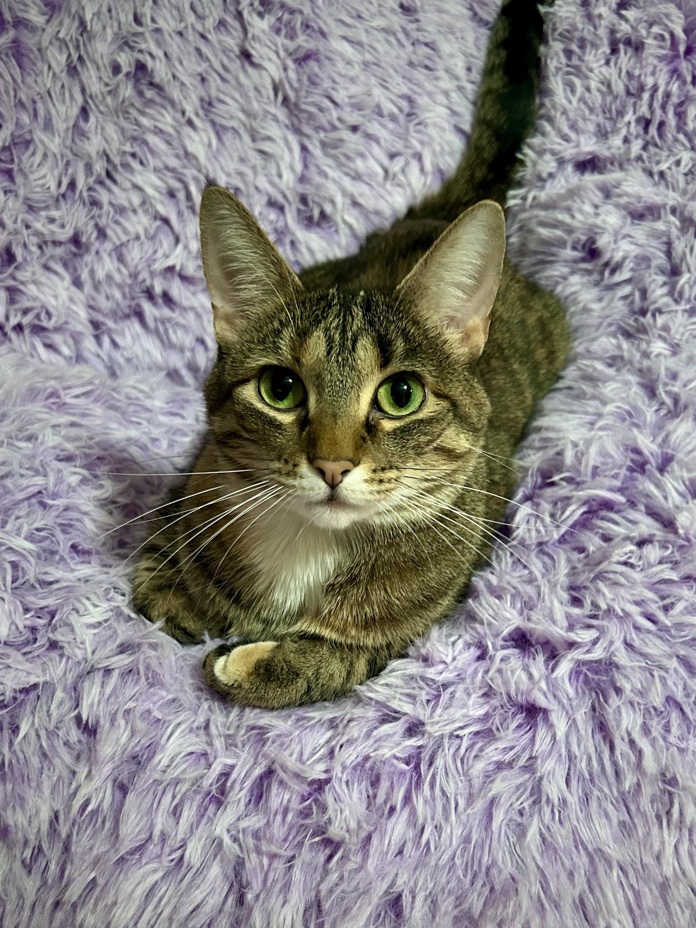 Country Crock, Adoptable, Young Female Domestic Short Hair.