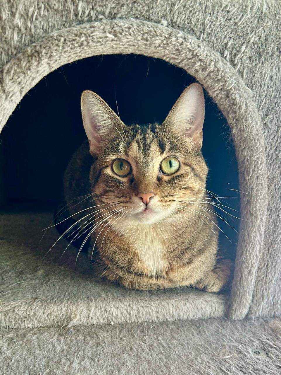 Country Crock, a Adoptable Domestic Short Hair in Decatur, IL image 3/6