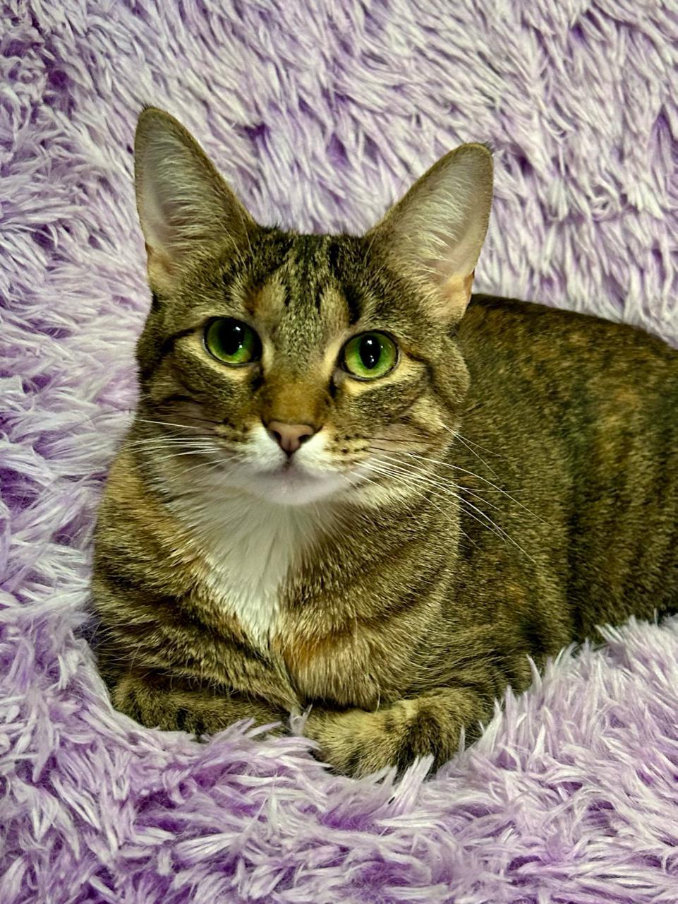 Country Crock, a Adoptable Domestic Short Hair in Decatur, IL image 2/6