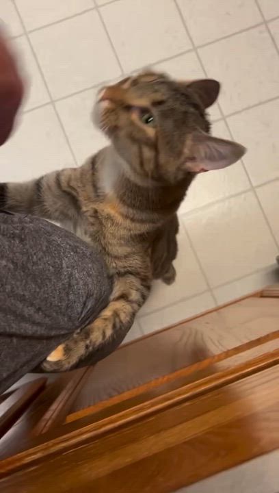 Enlarge Country Crock, a Adoptable Domestic Short Hair in Decatur, IL video 4/6