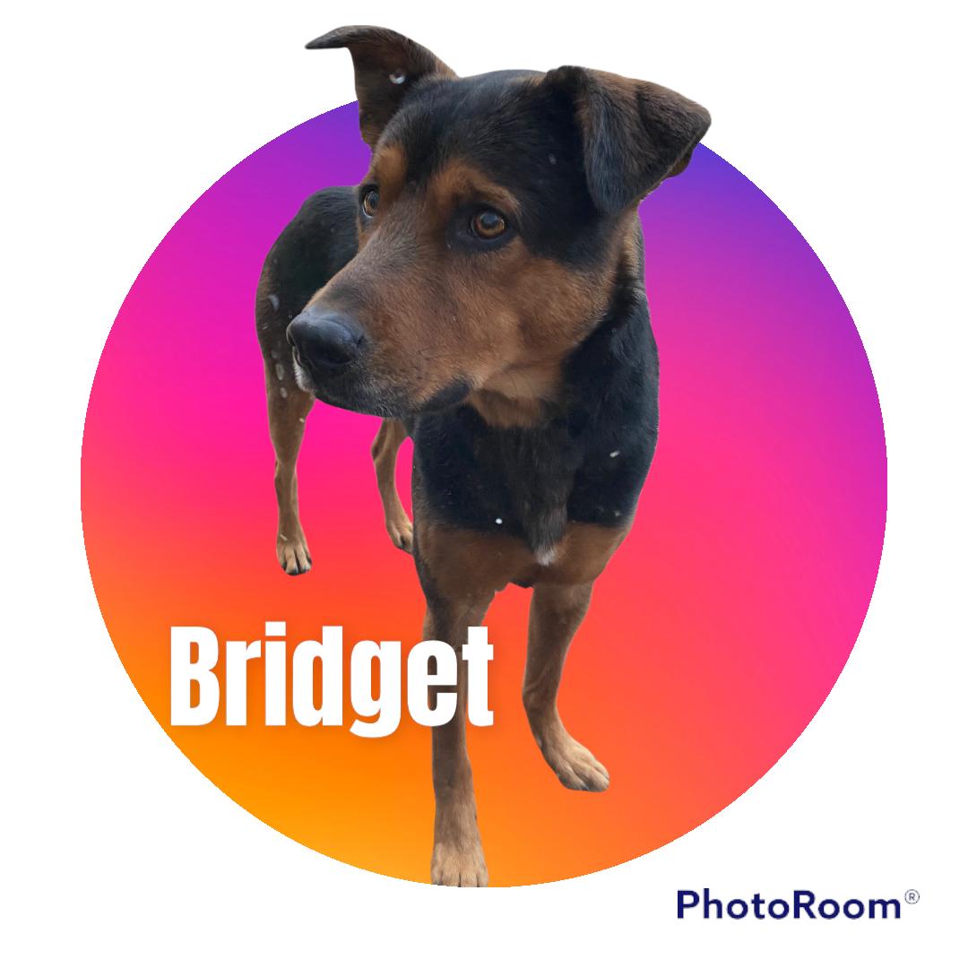 Bridget, Adoptable, Adult Female German Shepherd Dog.