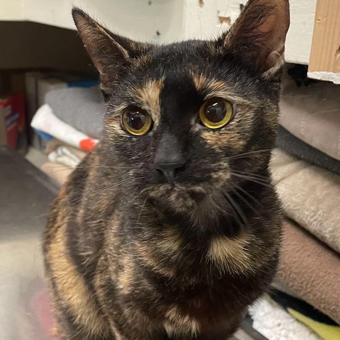 Twilight, an adoptable Tortoiseshell Mix in New Windsor, NY_image-1