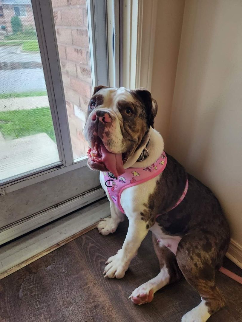 Rhino, Adopted, Adult Female English Bulldog & American Bulldog.