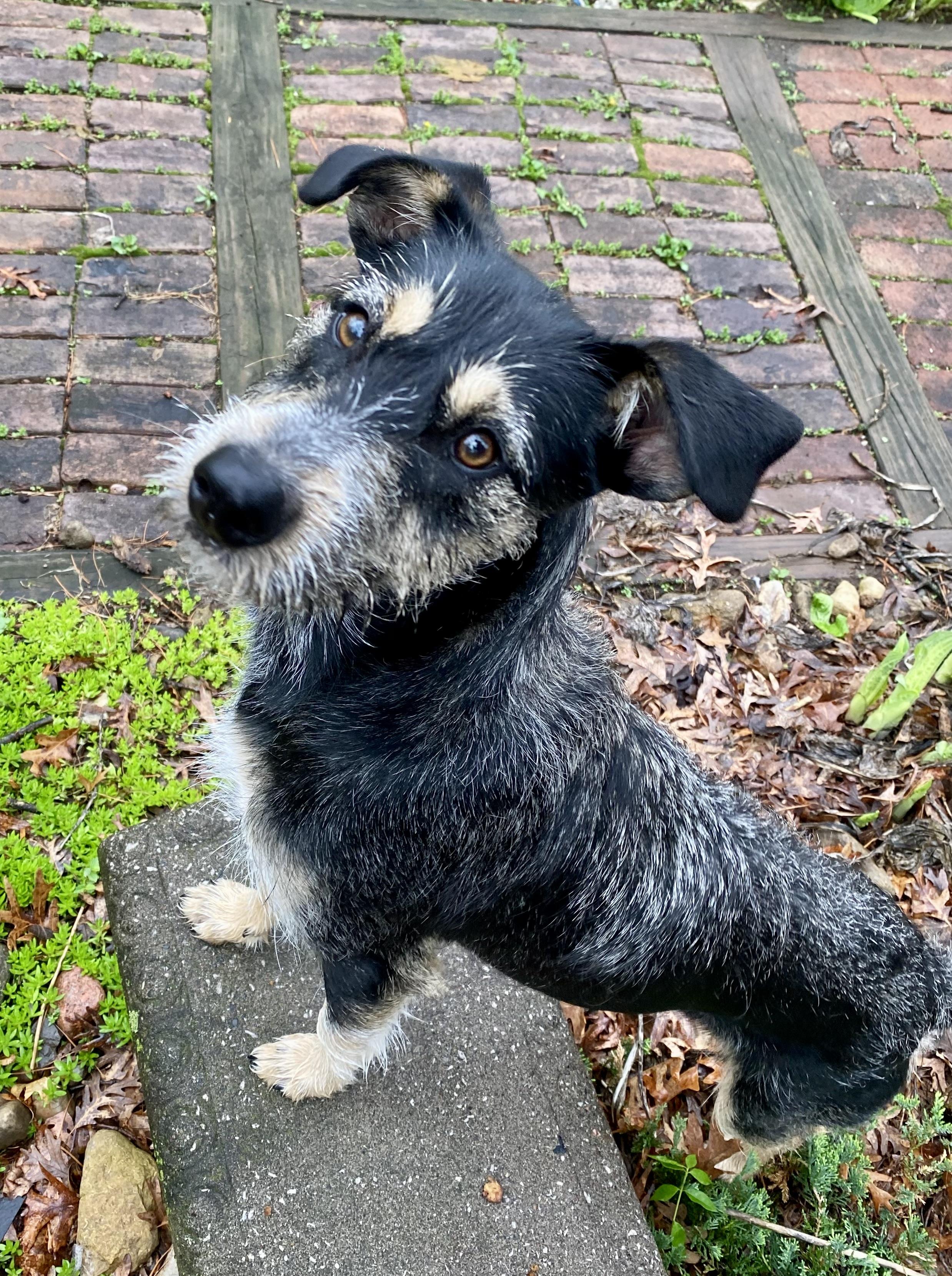 Twyla, ADOPTABLE, Puppy Female Australian Cattle Dog / Blue Heeler & Miniature Schnauzer.