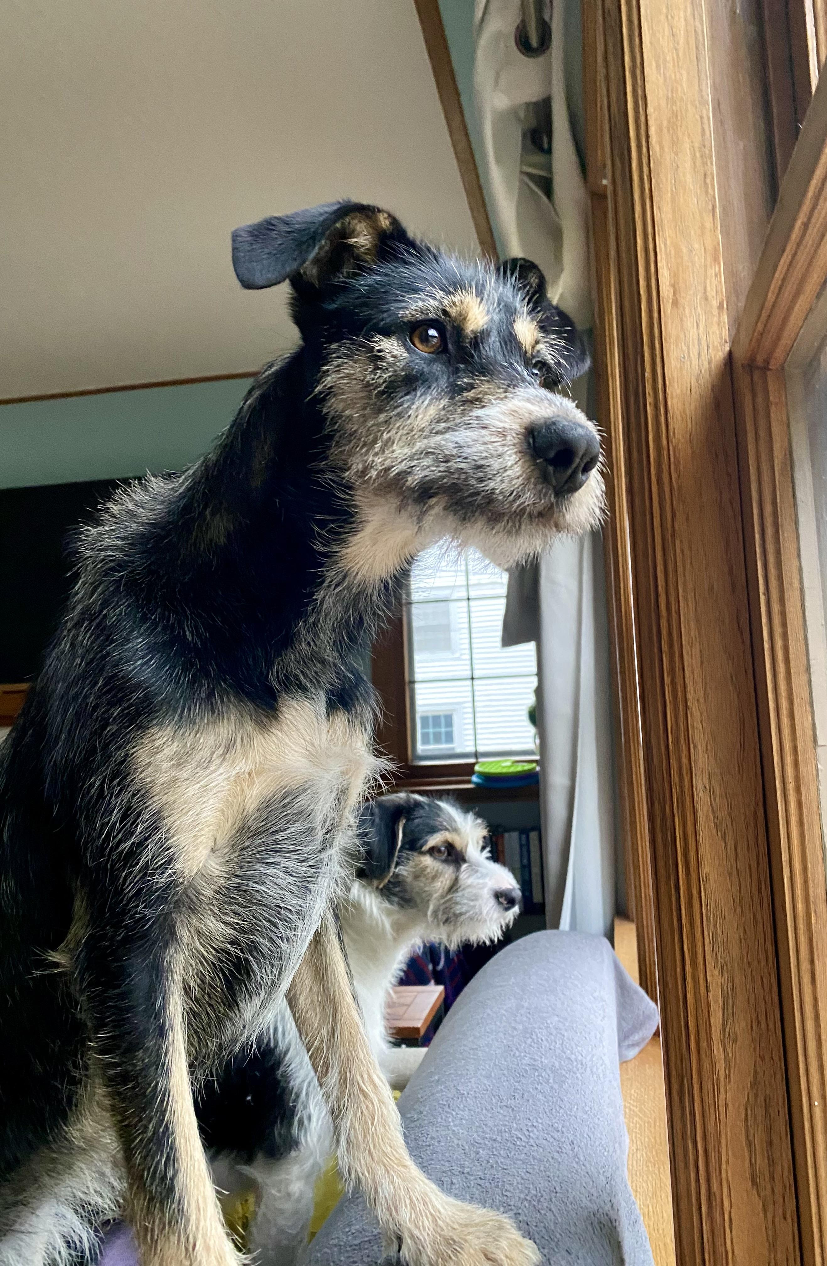 Twyla, a ADOPTABLE mixed breed in Bettendorf, IA image 3/6
