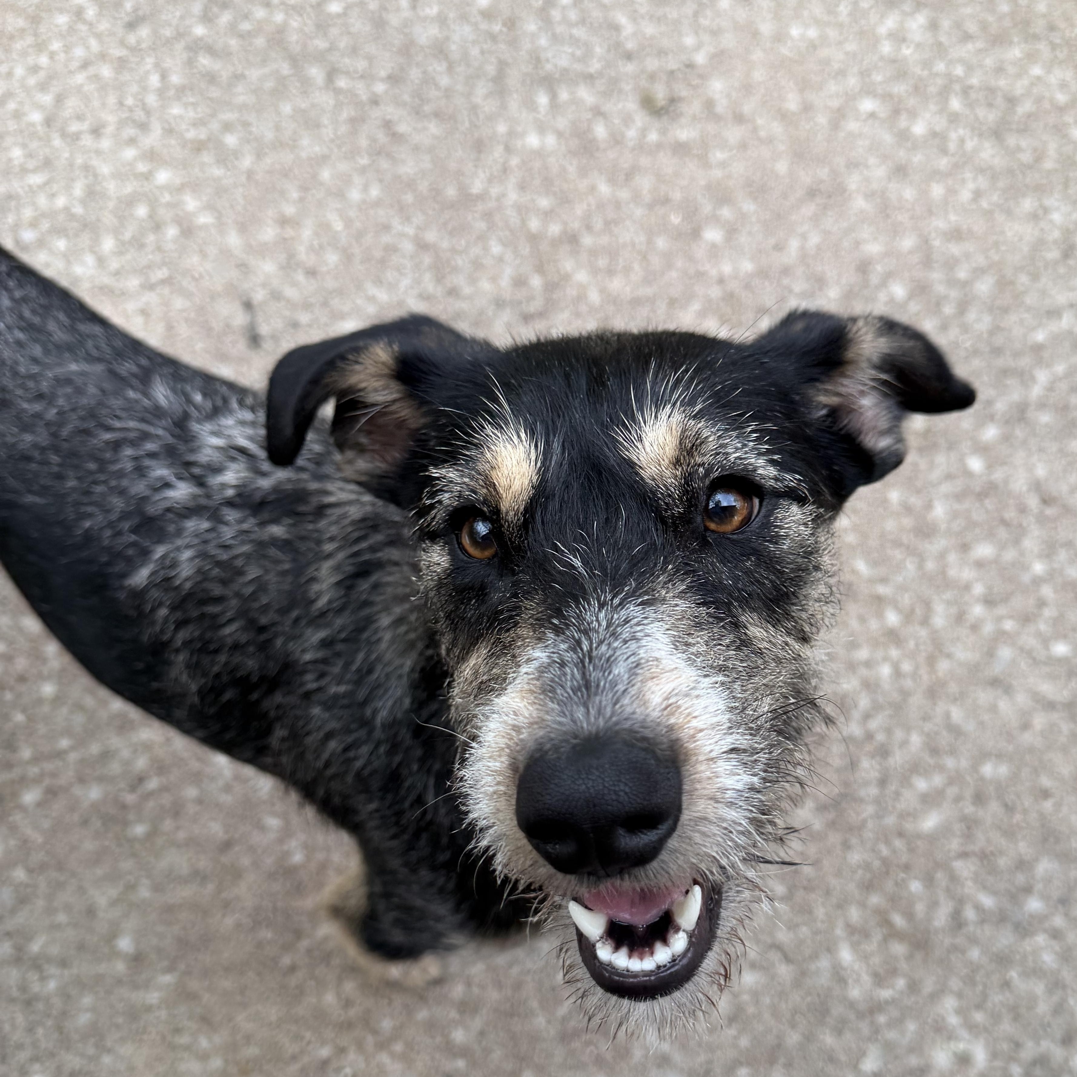 Twyla, a ADOPTABLE mixed breed in Bettendorf, IA image 6/6