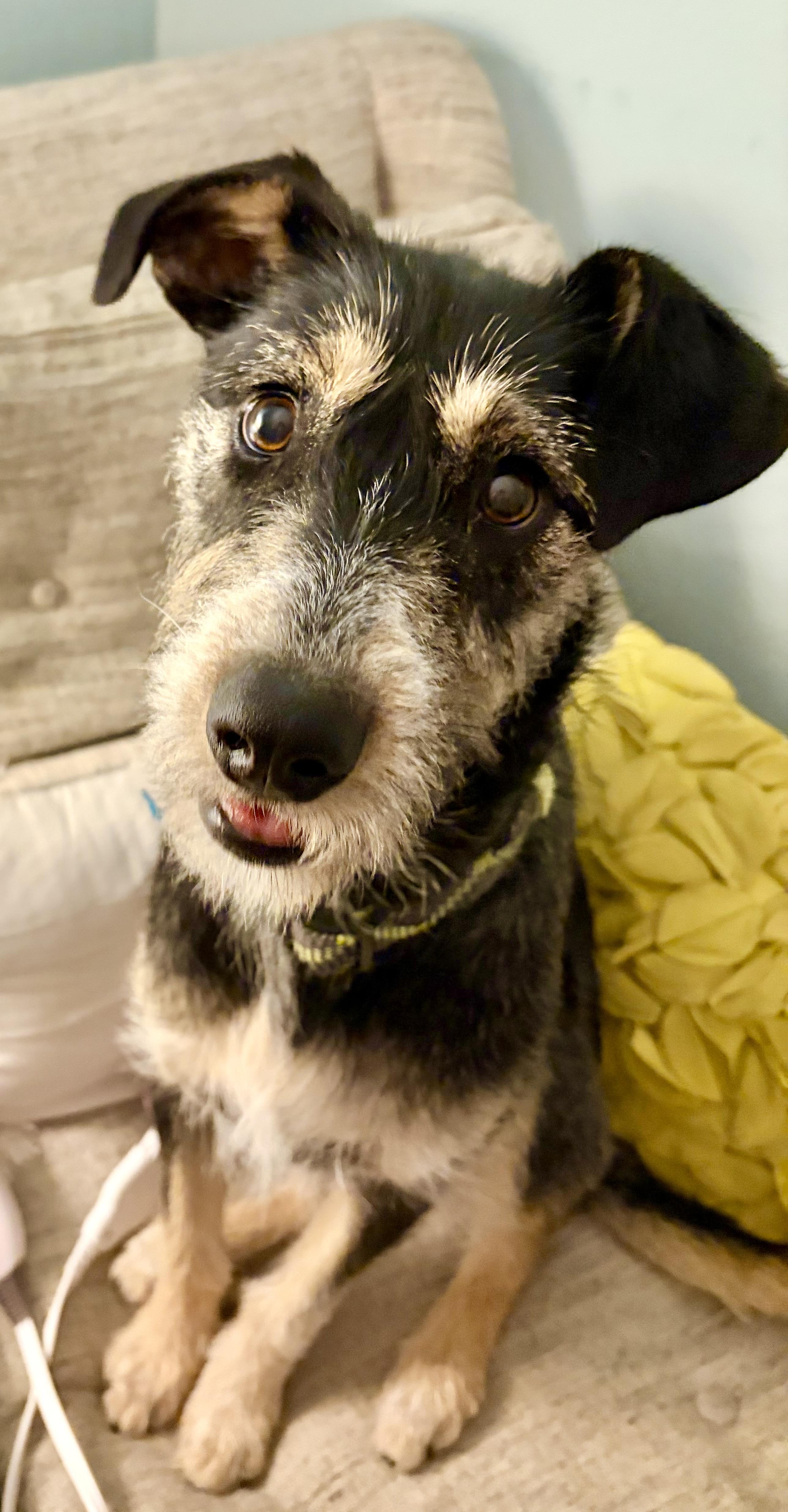 Twyla, a ADOPTABLE mixed breed in Bettendorf, IA image 4/6
