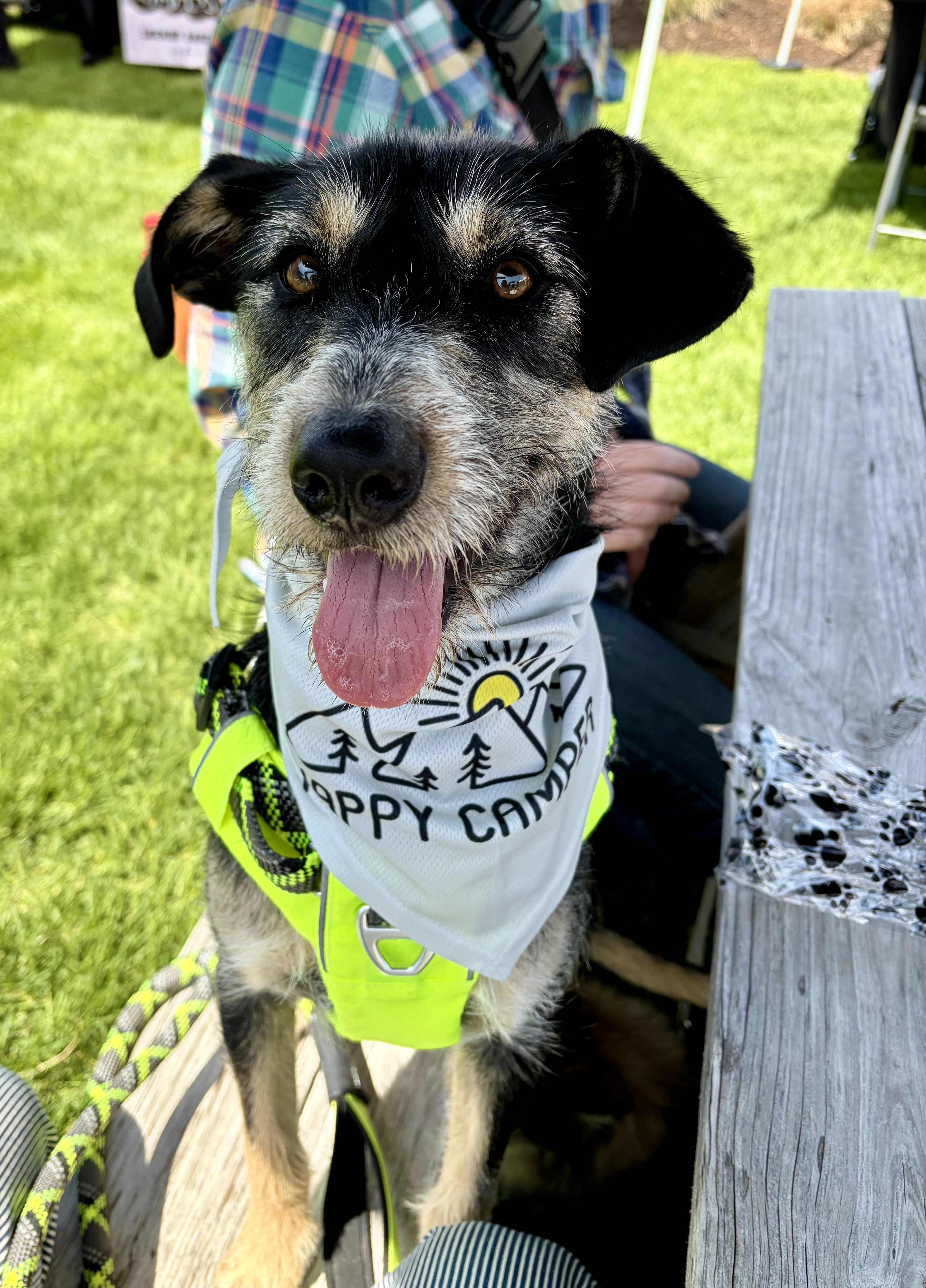 Twyla, a ADOPTABLE mixed breed in Bettendorf, IA image 5/6
