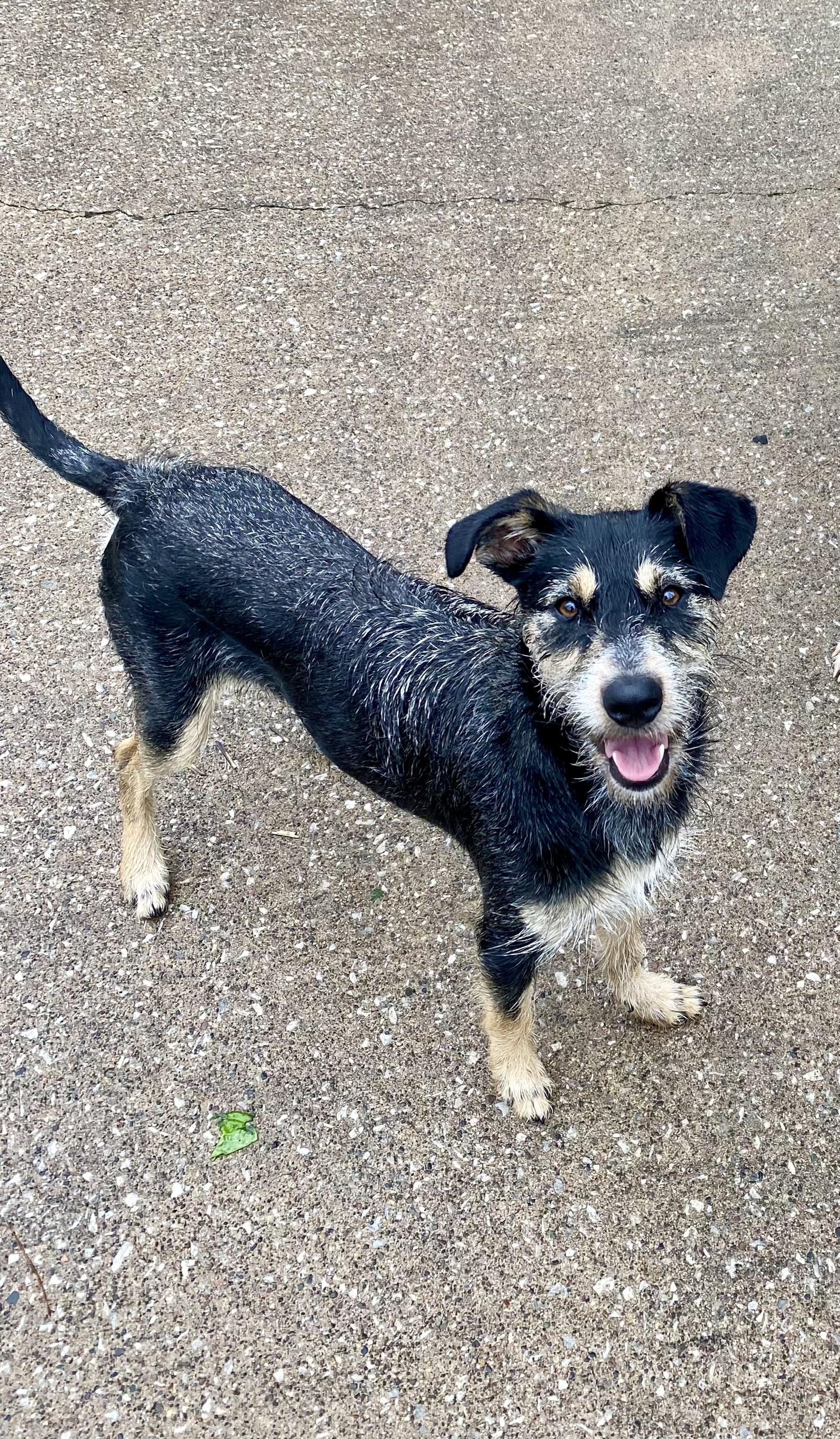 Twyla, a ADOPTABLE mixed breed in Bettendorf, IA image 2/6