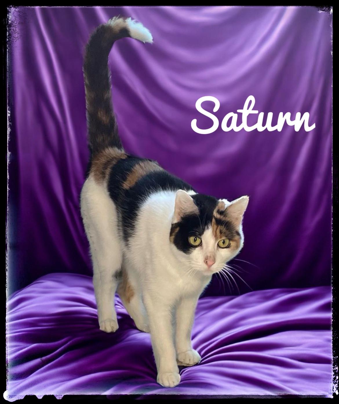 Saturn, Adoptable, Adult Female Domestic Short Hair.