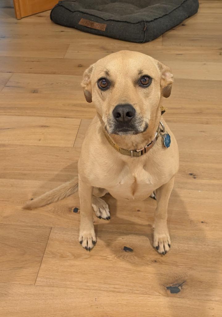 Tia, Adoptable, Adult Female Pit Bull Terrier.