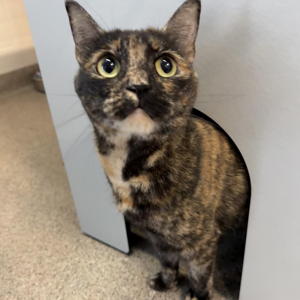 Cora, Adoptable, Adult Female Domestic Short Hair.