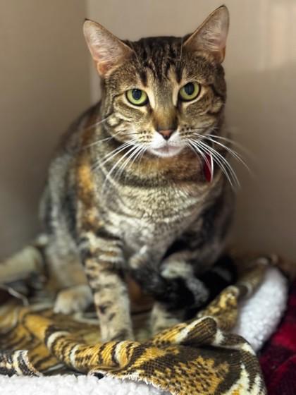 Enlarge Andromeda, a ADOPTABLE Domestic Short Hair in Stanwood, WA image 1/1