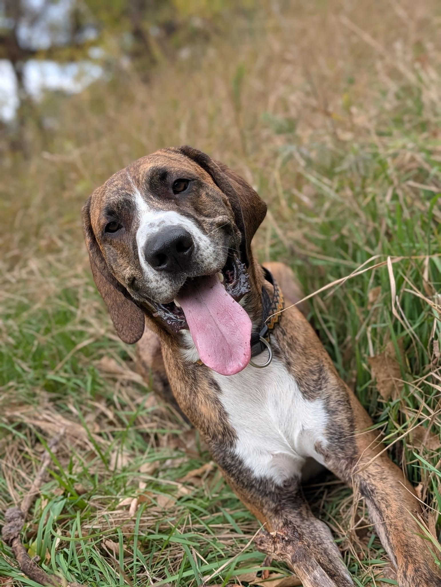 Enlarge Duke, a Adoptable mixed breed in Boulder, CO image 2/6