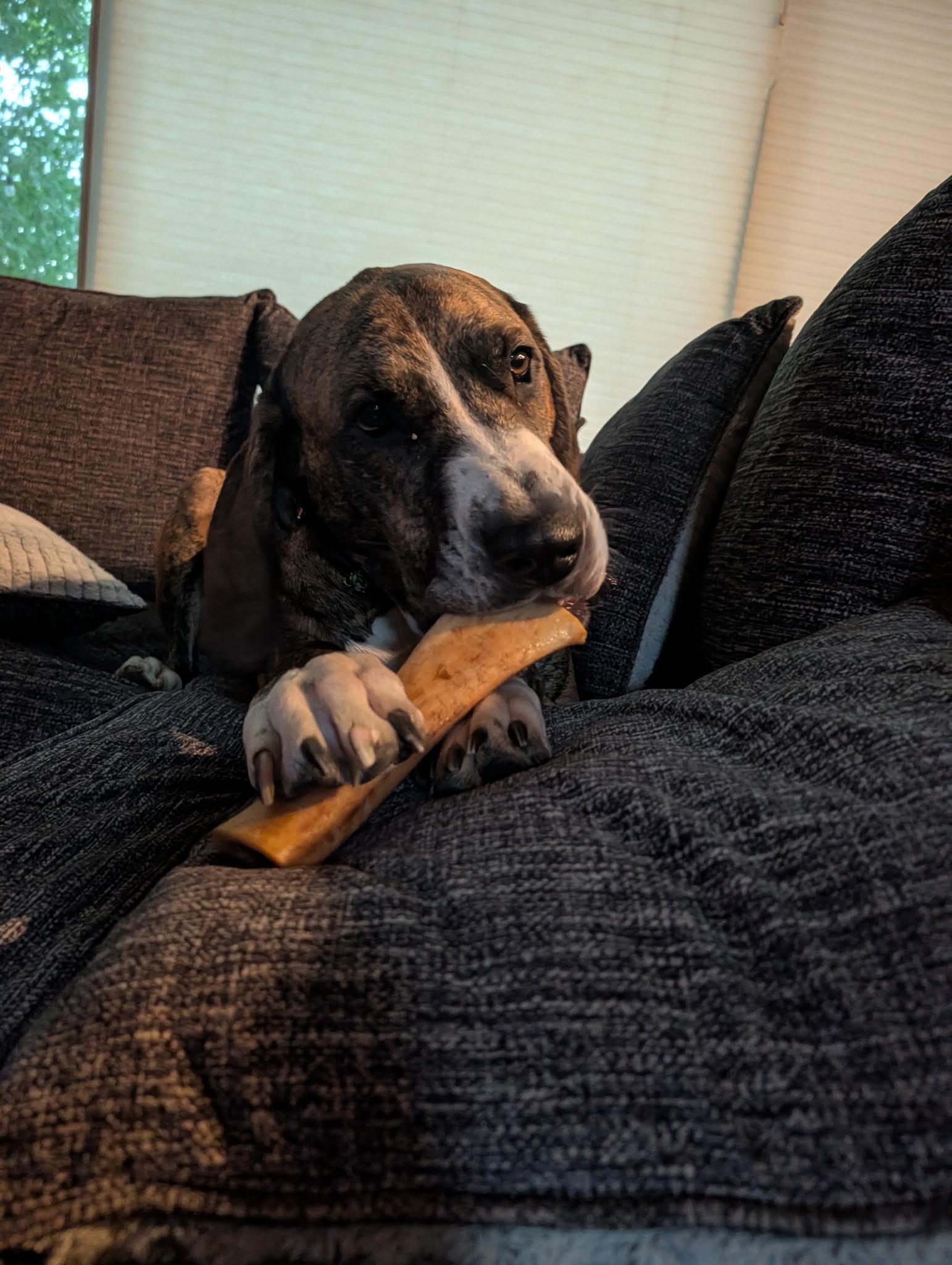 Enlarge Duke, a Adoptable mixed breed in Boulder, CO image 5/6