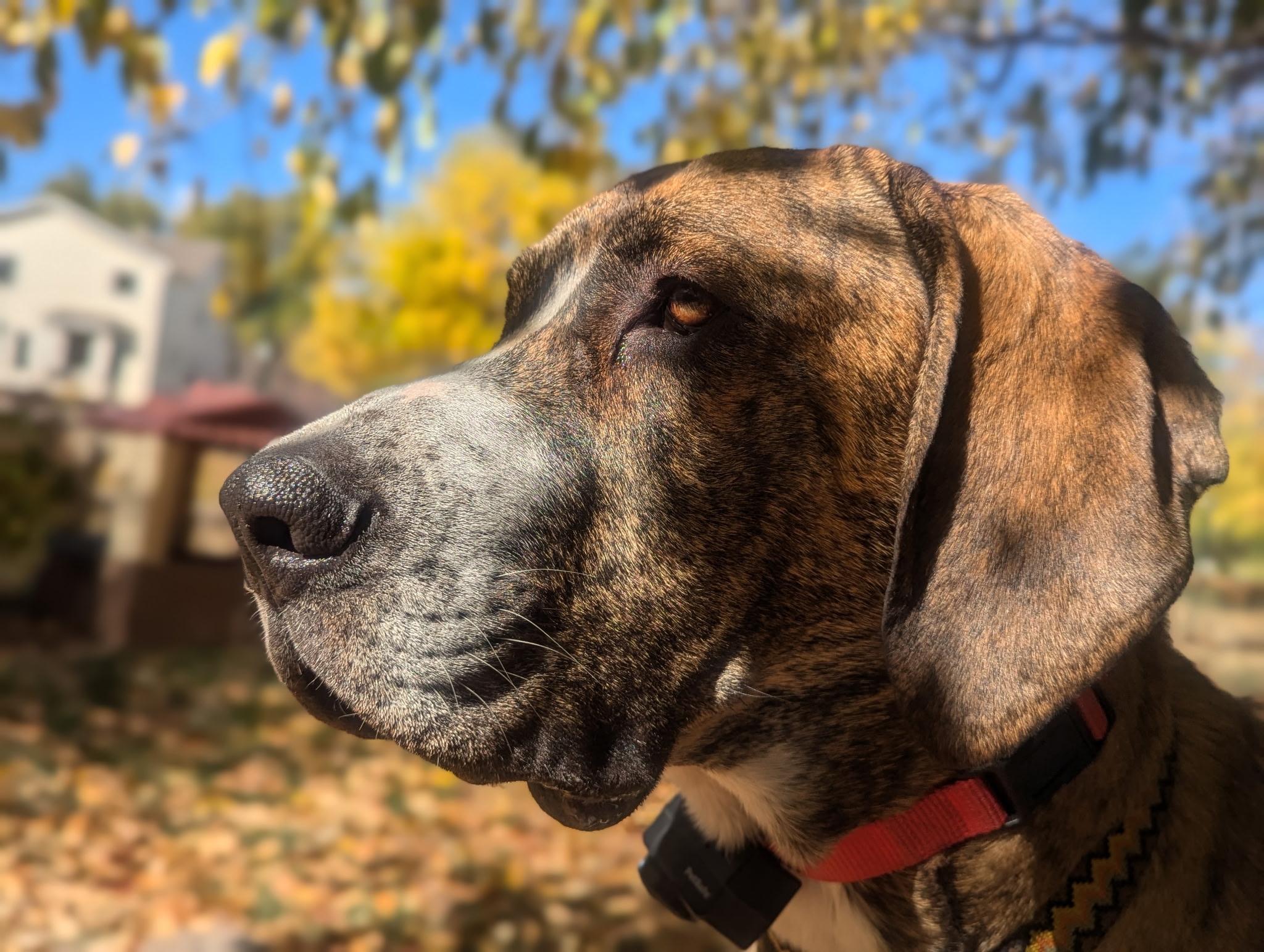 Enlarge Duke, a Adoptable mixed breed in Boulder, CO image 6/6