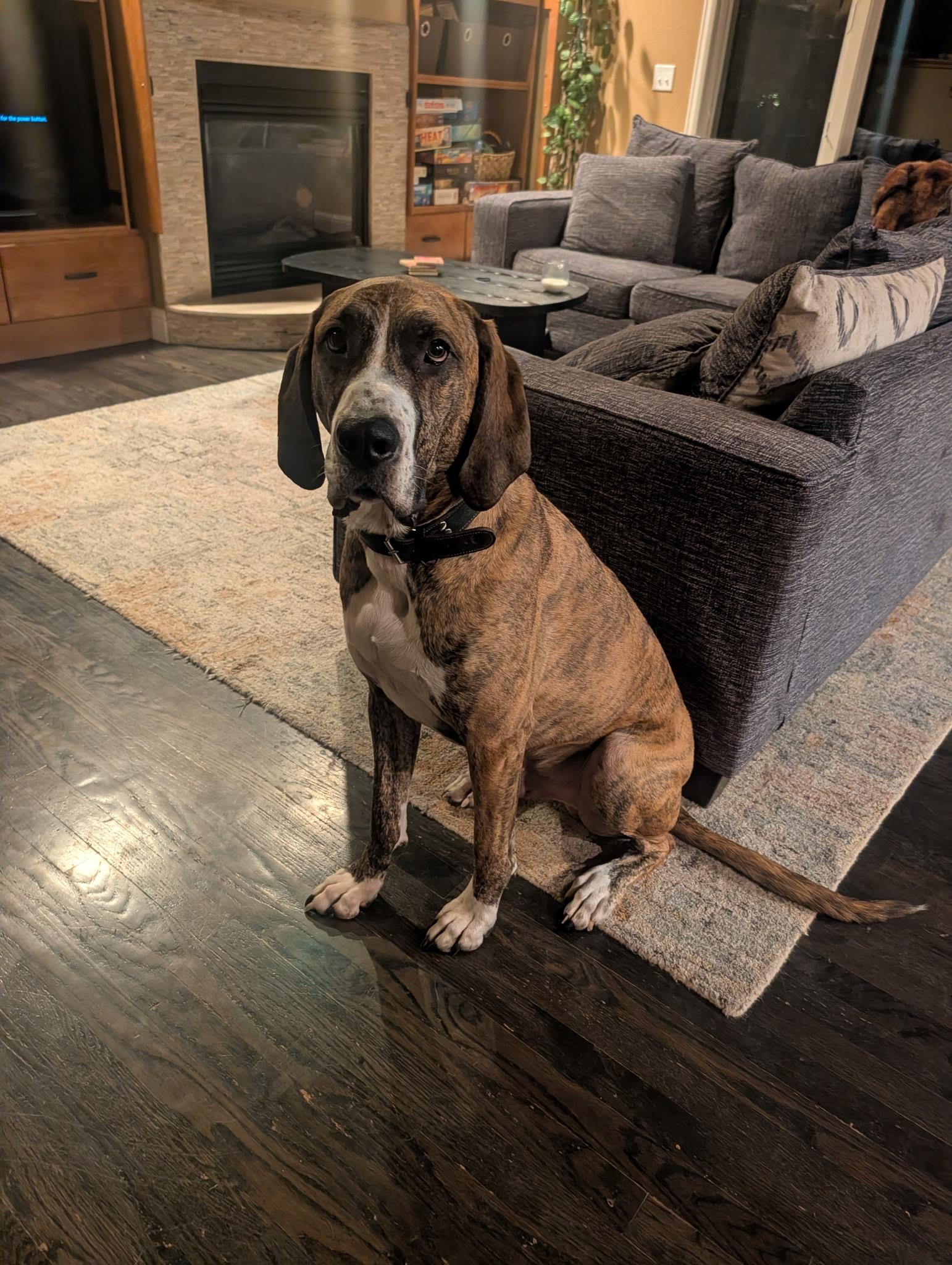 Enlarge Duke, a Adoptable mixed breed in Boulder, CO image 1/6