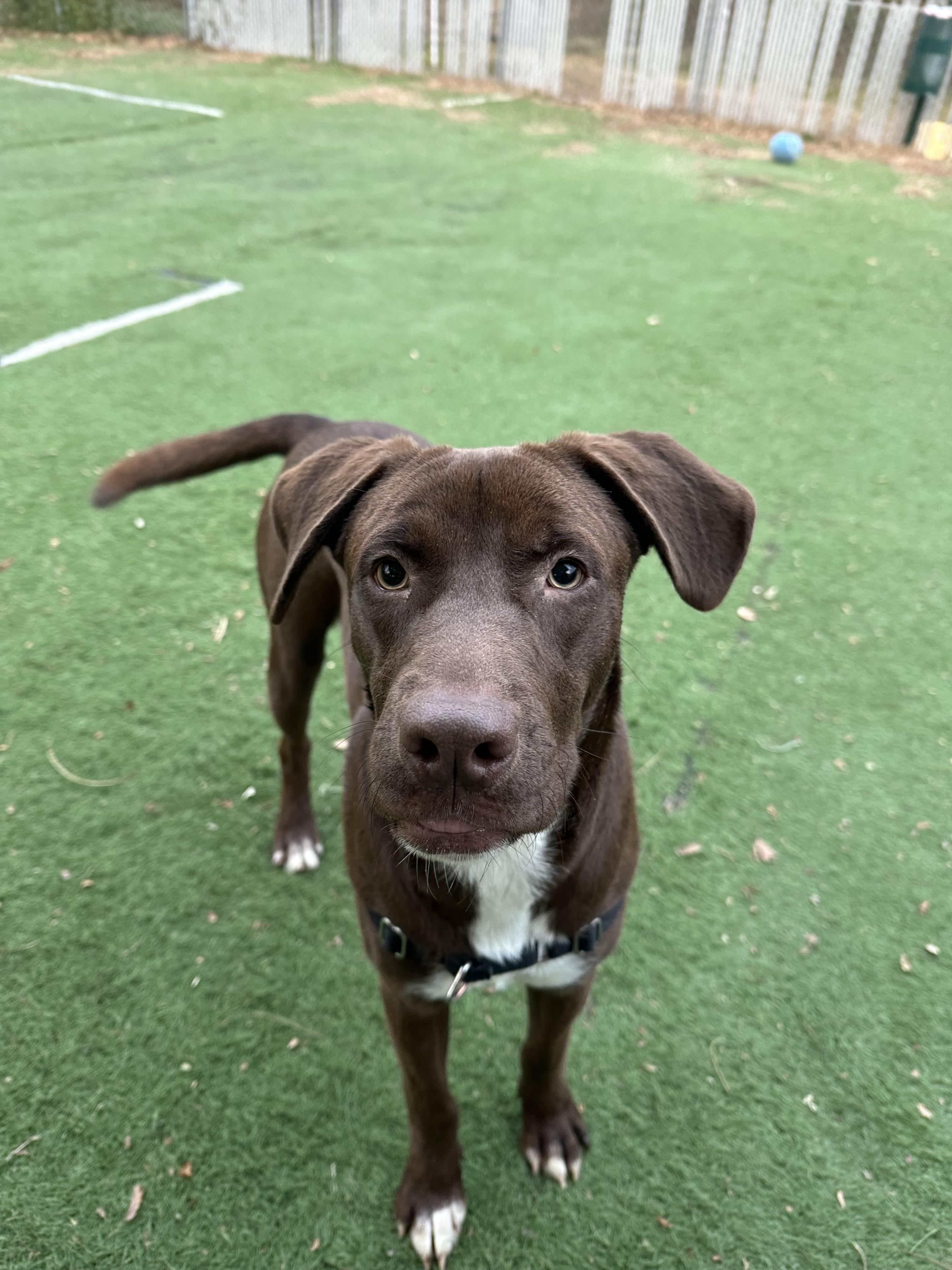 Enlarge Dewayne, an adopted mixed breed in Ocean View, NJ image 3/6