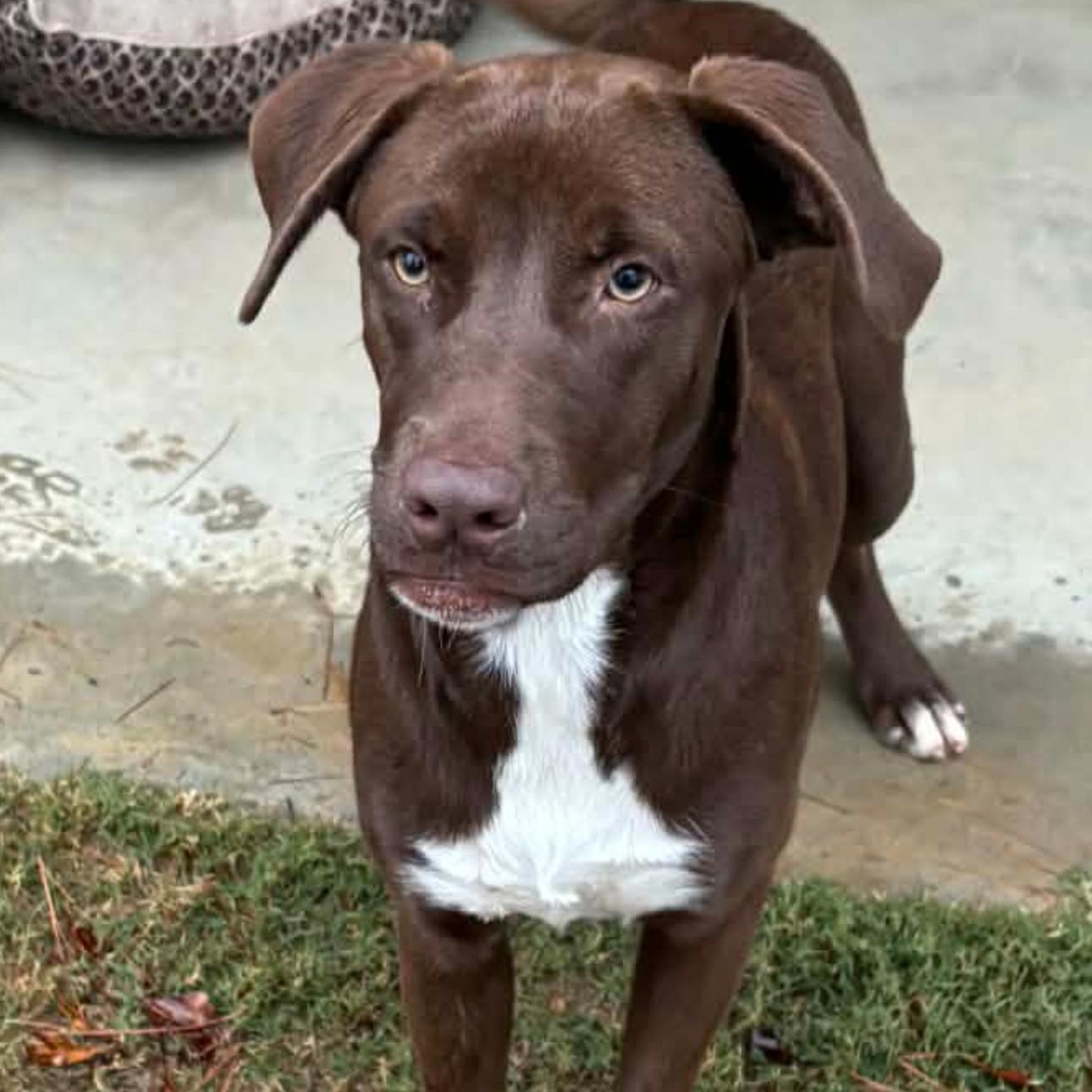 Dewayne, ADOPTABLE, Young Male Chocolate Labrador Retriever.