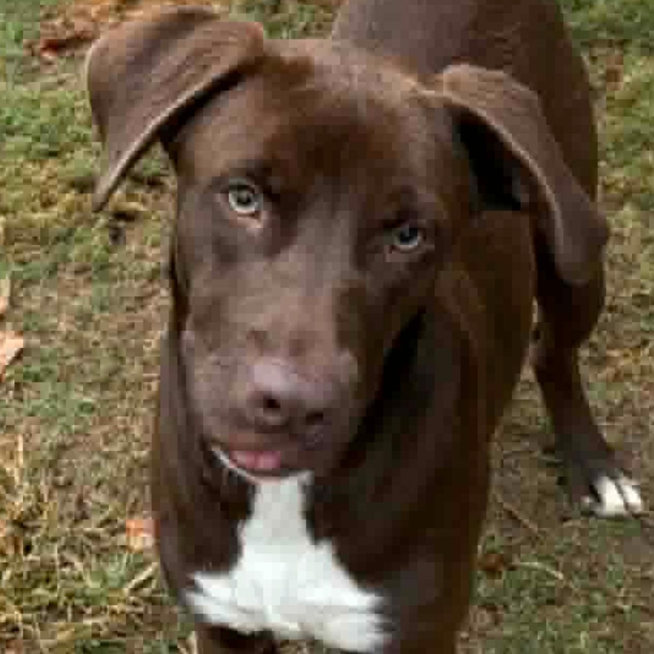 Enlarge Dewayne, a ADOPTABLE mixed breed in Ocean View, NJ image 2/4