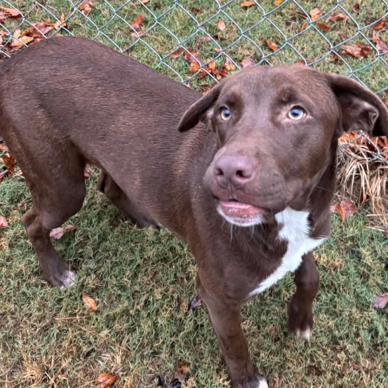 Enlarge Dewayne, a ADOPTABLE mixed breed in Ocean View, NJ image 3/4